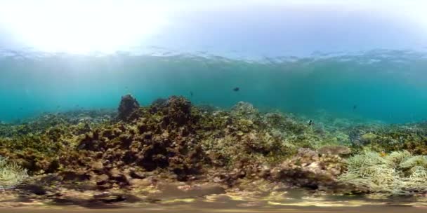 Coral reef and tropical fish vr360 — Stock Video