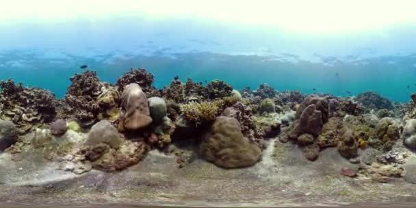 Arrecife Coral Peces Tropicales Vr360 Mundo Submarino Con Corales Peces — Vídeos de Stock