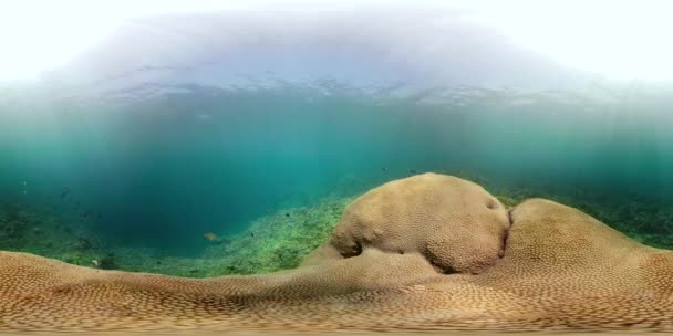 Коралловый риф и тропическая рыба vr360 — стоковое видео