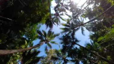 Yağmur ormanları manzara Endonezya