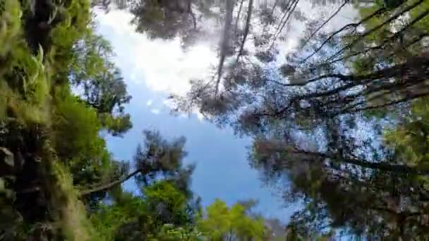 Rainforest krajobraz Indonezja — Wideo stockowe