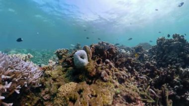 Mercan resifi ve tropikal balıklar