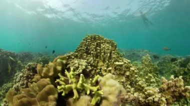 Mercan resifi ve tropikal balıklar