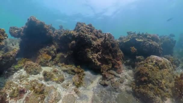 Arrecife de coral y peces tropicales — Vídeo de stock