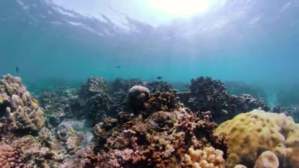 Arrecife de coral y peces tropicales — Vídeos de Stock