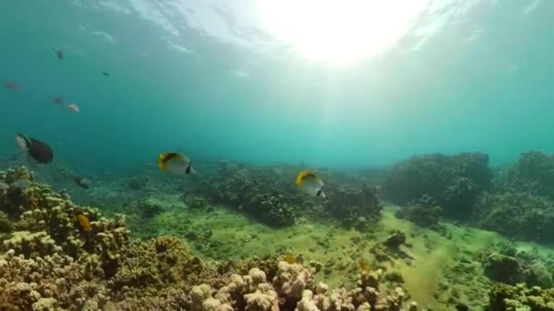 Recifes de coral e peixes tropicais — Vídeo de Stock