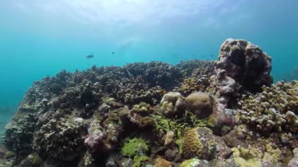 Arrecife de coral y peces tropicales — Vídeo de stock