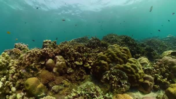 Arrecife de coral y peces tropicales — Vídeos de Stock