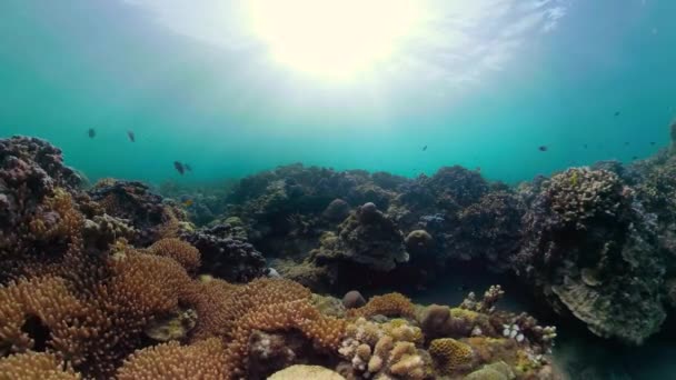 Arrecife de coral y peces tropicales — Vídeo de stock