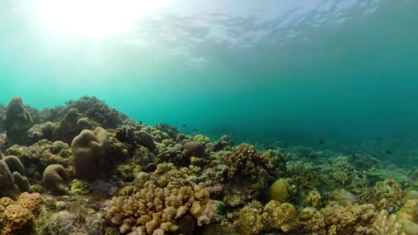 Arrecife de coral y peces tropicales — Vídeos de Stock