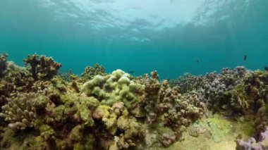 Mercan resifi ve tropikal balıklar