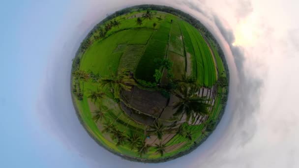 Reisterrassen und landwirtschaftliche Flächen in Indonesien — Stockvideo