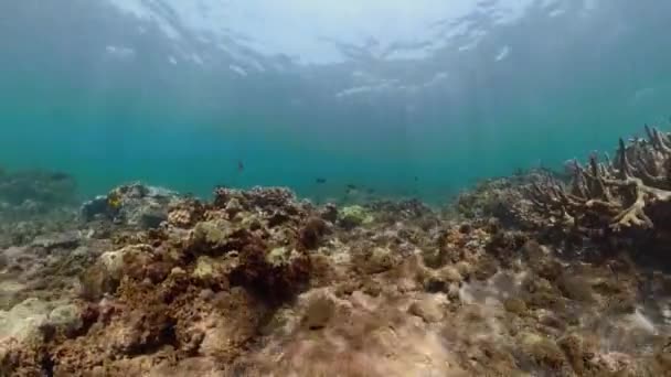 Arrecife de coral y peces tropicales — Vídeos de Stock