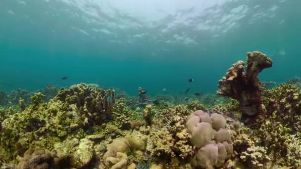 Arrecife de coral y peces tropicales — Vídeo de stock