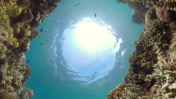 Arrecife de coral y peces tropicales — Vídeo de stock