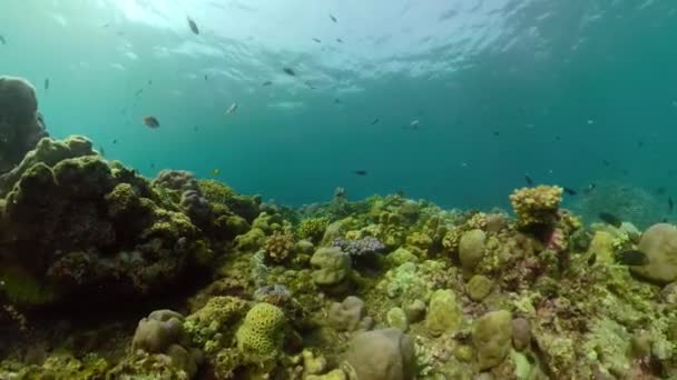 Récif corallien et poissons tropicaux — Video