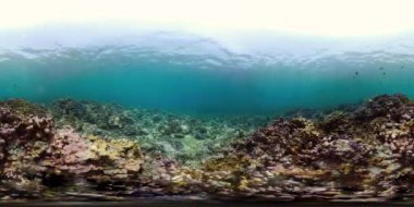 Mercan ve tropikal balık vr360