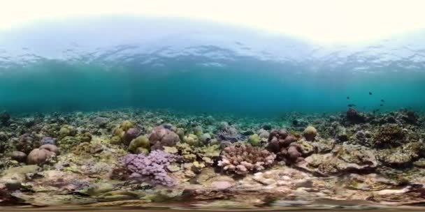 Arrecife de coral y peces tropicales vr360 — Vídeo de stock