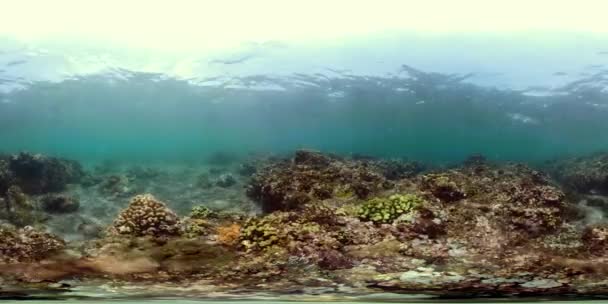 Кораловий риф і тропічна риба vr360 — стокове відео