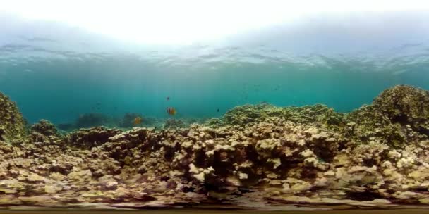 Arrecife de coral y peces tropicales vr360 — Vídeo de stock