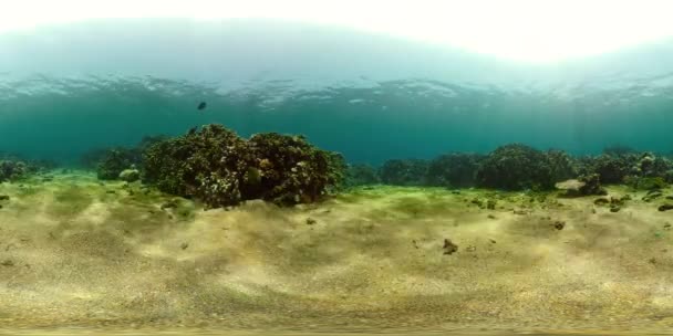 Koraalrif Tropische Vissen Vr360 Onderwater Wereld Met Koralen Veel Vissen — Stockvideo