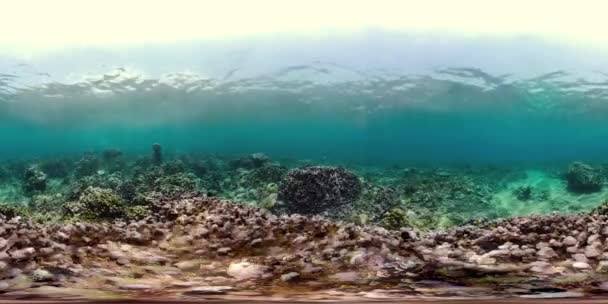 कोरल रीफ आणि उष्णकटिबंधीय मासे व्हीआर 360 — स्टॉक व्हिडिओ