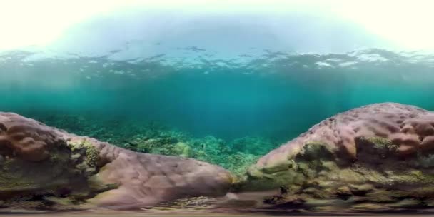 Korallrev Och Tropiska Fiskar Vr360 Undervattensvärld Med Koraller Och Mycket — Stockvideo