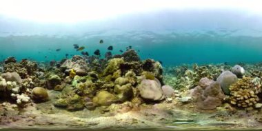 Mercan ve tropikal balık vr360