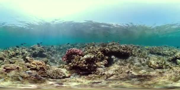 サンゴ礁や熱帯魚 vr360 — ストック動画