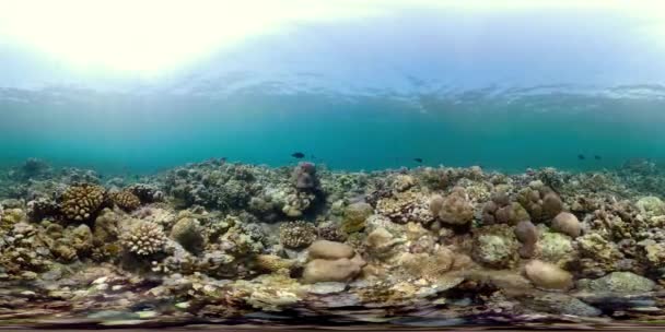 Barriera corallina e pesci tropicali vr360 — Video Stock