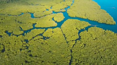 Asya 'daki Mangrove Ormanı