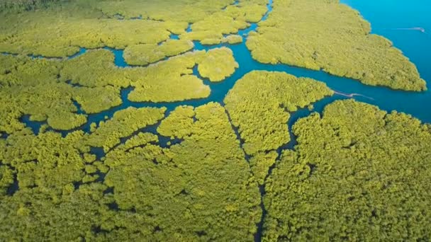 Bosque de manglares en Asia — Vídeo de stock