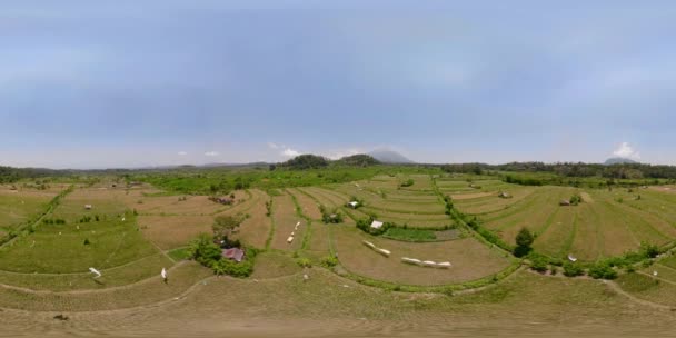 Terrazas de arroz en indonesia vr360 — Vídeos de Stock