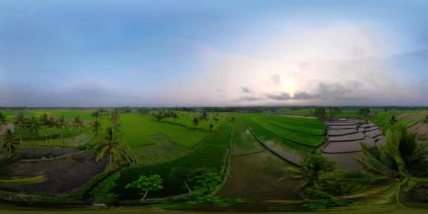 Terrazas de arroz y tierras agrícolas en indonesia vr360 — Vídeos de Stock