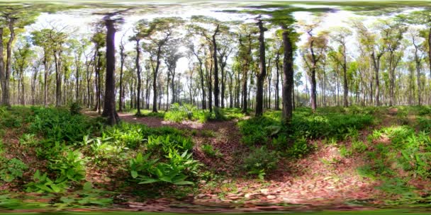 Selva tropical con grandes árboles vr360 — Vídeo de stock