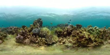 Mercan ve tropikal balık vr360