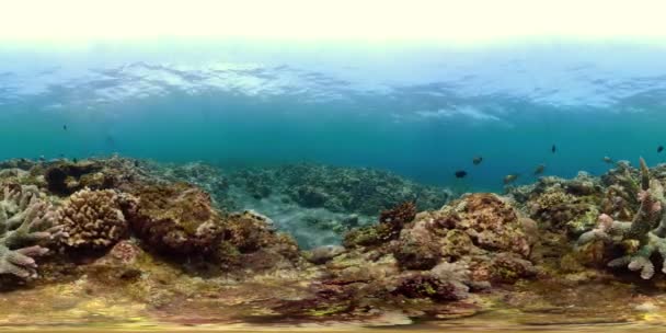Koraalrif en tropische vissen vr360 — Stockvideo