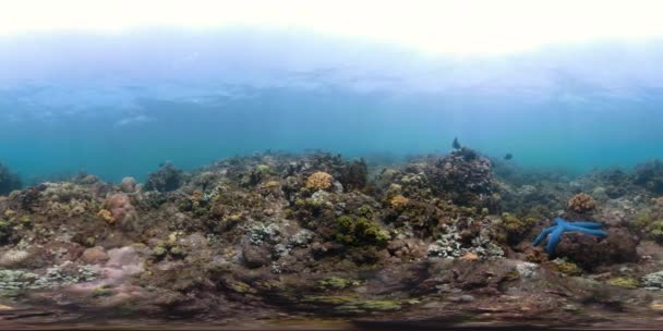 Recifes de coral e peixes tropicais vr360 — Vídeo de Stock