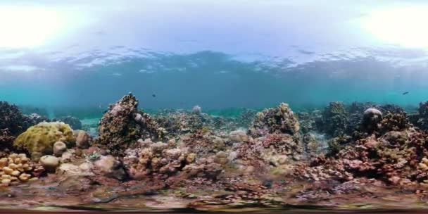 Arrecife de coral y peces tropicales vr360 — Vídeo de stock