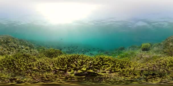 サンゴ礁や熱帯魚 vr360 — ストック動画