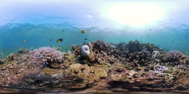 Vr360 Peixes Tropicais Recife Coral Mergulho Mundo Subaquático Com Recifes — Vídeo de Stock