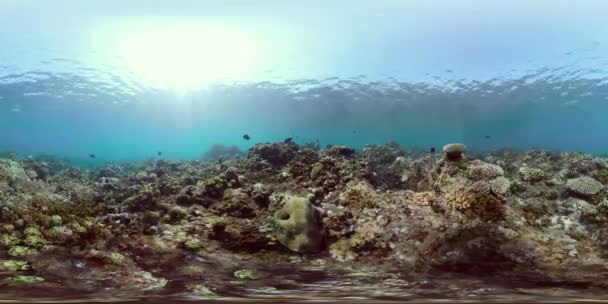 Coral reef and tropical fish vr360 — Stock Video