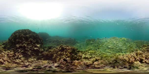 Coral reef and tropical fish vr360 — Stock Video