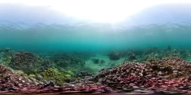 Vr360 Peces Tropicales Arrecife Coral Buceo Mundo Submarino Con Arrecife — Vídeos de Stock