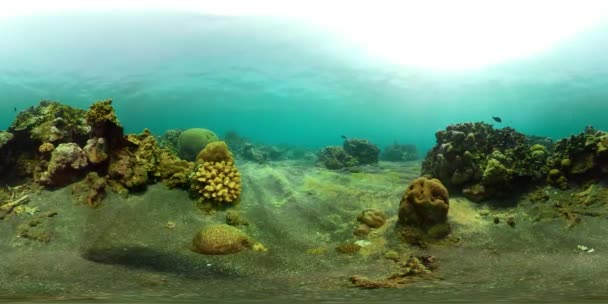 Arrecife de coral y peces tropicales vr360 — Vídeo de stock