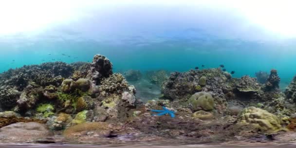 Recif de corali și pește tropical vr360 — Videoclip de stoc
