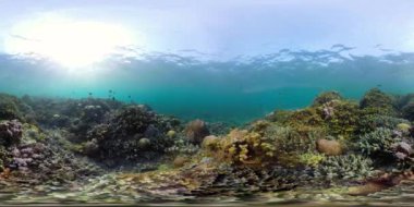 Mercan ve tropikal balık vr360