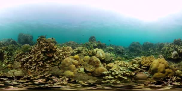 Recifes de coral e peixes tropicais vr360 — Vídeo de Stock