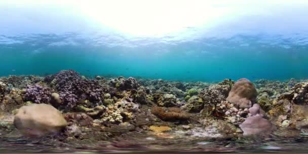 Vr360 魚とダイビングでサンゴ礁 サンゴ礁 熱帯魚の水中世界 ハードとソフトのサンゴ インドネシア — ストック動画