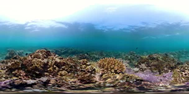 Coral reef and tropical fish vr360 — Stock Video